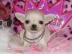 S��er Chihuahua Welpe