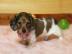 Dachshund Welpen verf?gbar WhatsApp