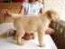 Golden Retriever Welpen Zu Verschenken