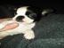 bereit f�r immer nach Hause Boston Terri