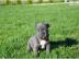 Franz�sische Bulldoggen Welpen abgabeber