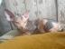 Sch?ne Sphynx-K?tzchen