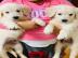Golden Retriever Welpen