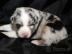 Australian shepherd welpen