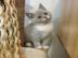BabyKatze sch�n gezeichnet