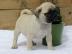S��e Wundersch�ne Mops Welpen
