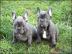 Unsere Reinrassige Franz�sische Bulldog