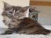 Zuckers��es Maine-Coon-K�tzchen sucht ei