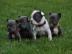 Franz�sische Bulldogge R�de Red /Fawn!