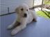 Englisch Golden Retriever