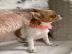 Chihuahua Welpen