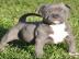Reinrassige Pitbull Welpen