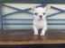 Franz�sische bulldogge Welpen