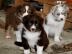 Traumhafte Australian Shepherd Welpen mi