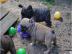 Franz�sische Bulldogge - welpen - selten