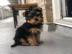 Yorshire Terrier Welpen mit Papieren vvv