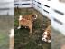 Bildsch�ne English Bulldog welpen, 12 Wo