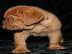Reinrassige Bordeaux Doggen Welpen