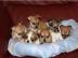 Mini toy Chihuahua Welpen Zum Verschenke