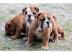 Wundersch�ne Englische Bulldog-Wellpen
