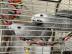 M?nnchen und Weibchen Graupapageien-mit-