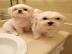 Gesunde Malteser Welpen (+393509706299)