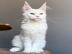 Maine-Coon-K�tzchen zu verkaufen!!!