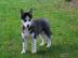 Husky welpen