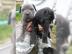 Cane Corso Italiano Welpen