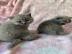 NETTE BRITISH SHORTHAIR KITTENS ZU VERKA