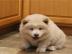 Gut ausgebildete Chow-Chow-Welpen zu ver