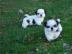 M�nnliche und weibliche Shih Tzu Welpe