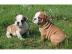 s??en Englische Bulldogge Welpen WhatsAp