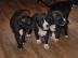 Top XXL American Bully H�ndinnen und R�d