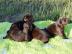 Puppies of Labrador retriever for sale
