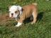 Kleine s�sse  Englische Bulldoggen Welpe