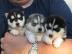 Siberian Husky Welpen abzugeben