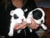 Franzsische Bulldoggen Baby`s zu verkau