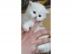 Maine Coon Kitten f�r Ihr Zuhause,