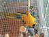 Blau und Gold Ara Papageien + K�fig