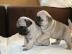 Mops Welpen