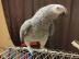 Graupapageien babys und macaw papageien
