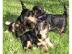 Yorkshire-Terrier-Welpen mit Papieren