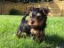 Yorkshire-Terrier-Welpen