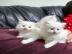 M?nnliche und weibliche t?rkische Angora
