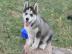 Siberian Husky Welpen