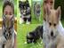 Pomsky Welpen