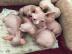 S��e Sphynxkatze-WHATSAPP: +436812092622