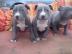 Blueline American Staffordshire Terrier