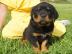 Gesunde Reinrassige Rottweiler welpen